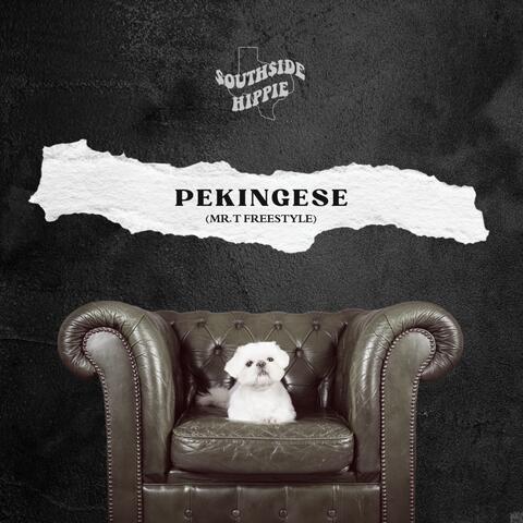 Pekingese ( Mr. T Freestyle)