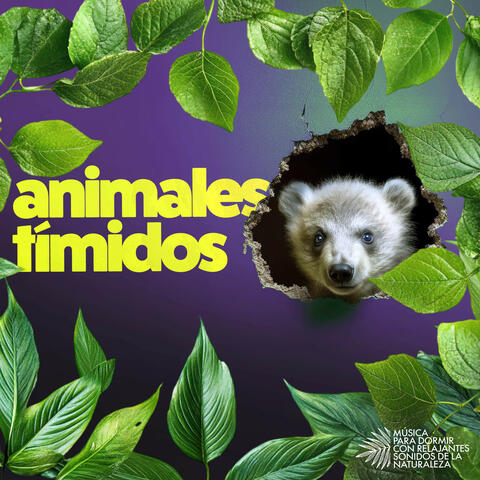 Animales tímidos