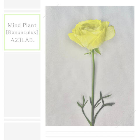 Mind Plant［Ranunculus］