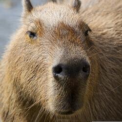 Phonk Capivara