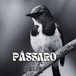 PÁSSARO DO SUBMUNDO