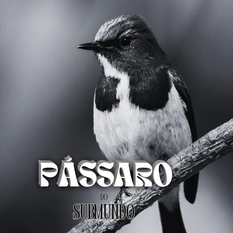 PÁSSARO DO SUBMUNDO