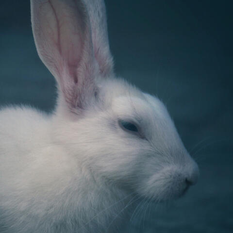 In Honor of Benício McFluff