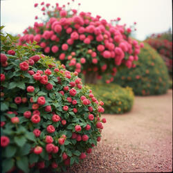 Raspberry Summers