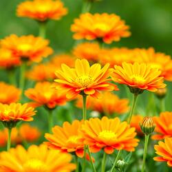 Enough food and clothing breed politeness.