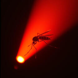 Blood FIGHT！！MOSQUITO！！！