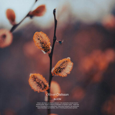 Bloom