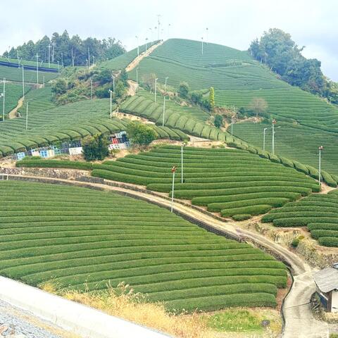 Green Tea Field