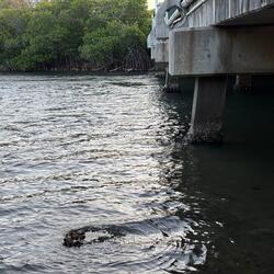 i’ve got bigger fish to fry