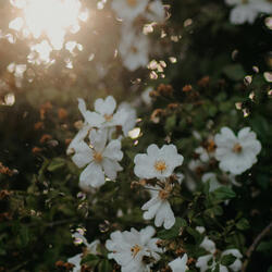 delicate