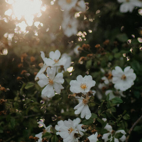 delicate