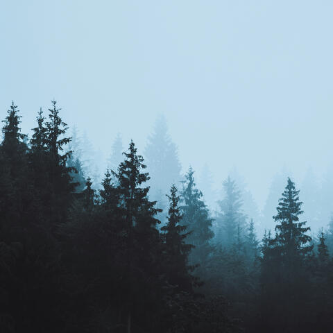 Mist