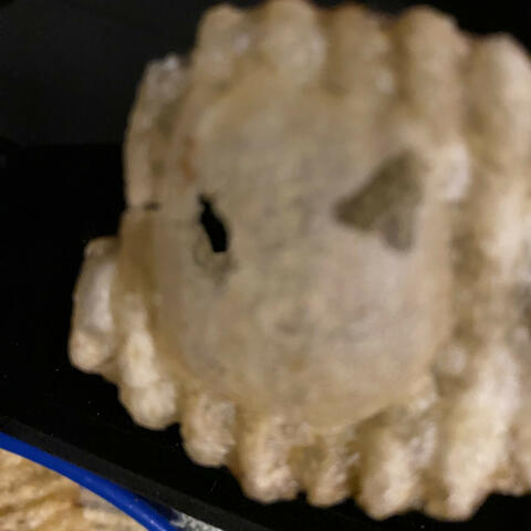 Profound, Paradoxical Philoceratops or Potatoes