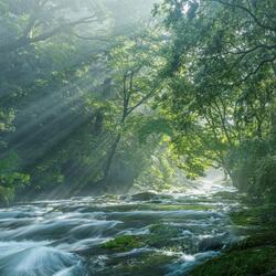 Awaking forest