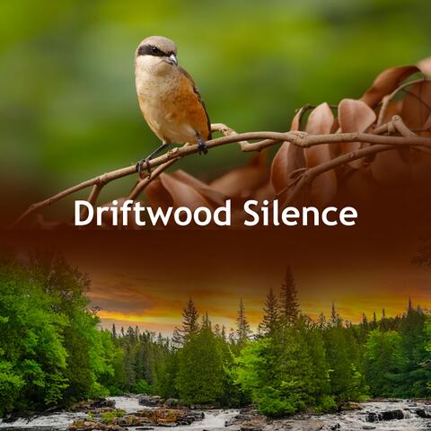 Driftwood Silence