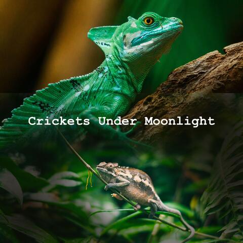 Crickets Under Moonlight