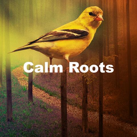 Calm Roots