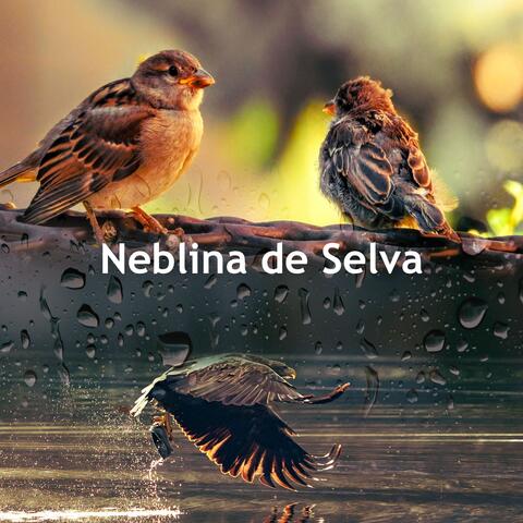 Neblina de Selva