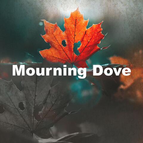 Mourning Dove
