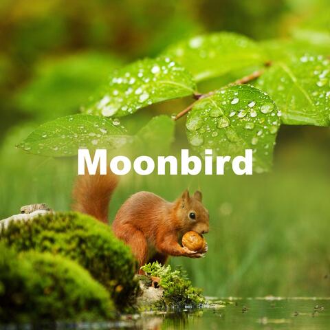 Moonbird