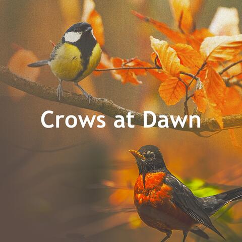 Crows at Dawn