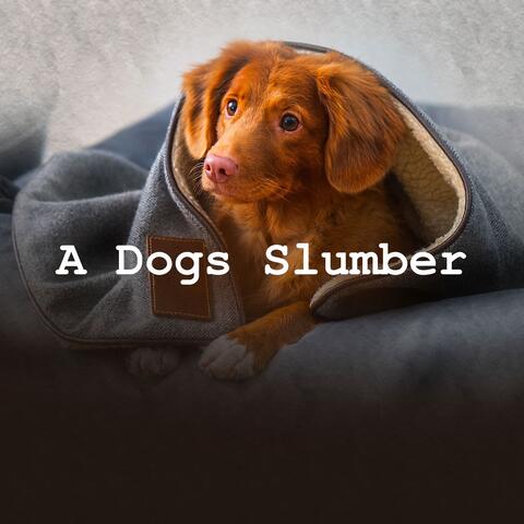 A Dogs Slumber