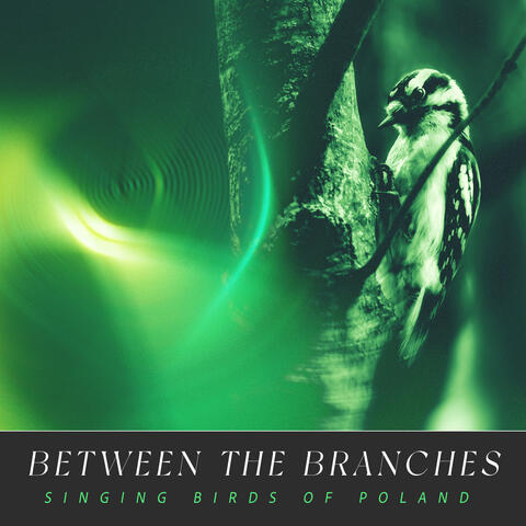 Between the Branches