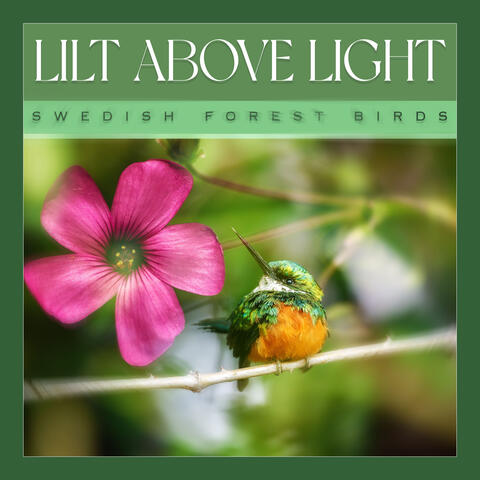 Lilt Above Light