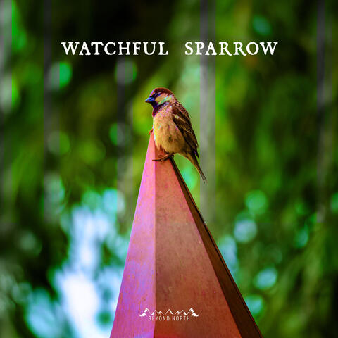 Watchful Sparrow