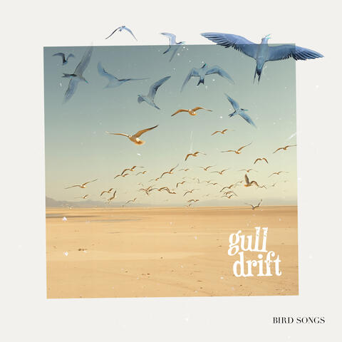 Gull Drift