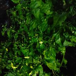Daun kuning