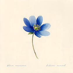 Blue Anemone