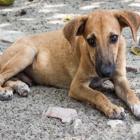 COMO UN PERRO CALLEJERO