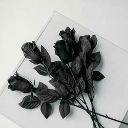 Black Rose