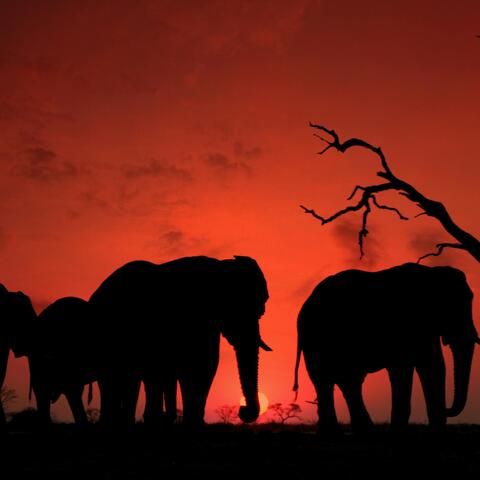 AFRICA