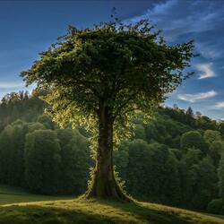 Summers Hope