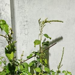 Masih di hatimu
