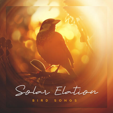 Solar Elation