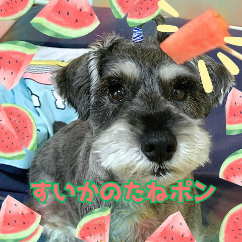 すいかのたねポン