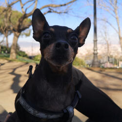 My lola lolita my pincher toy