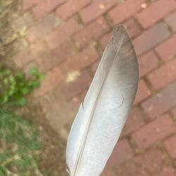 Eagle Roots