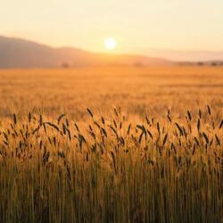 Whispers of the Seasons