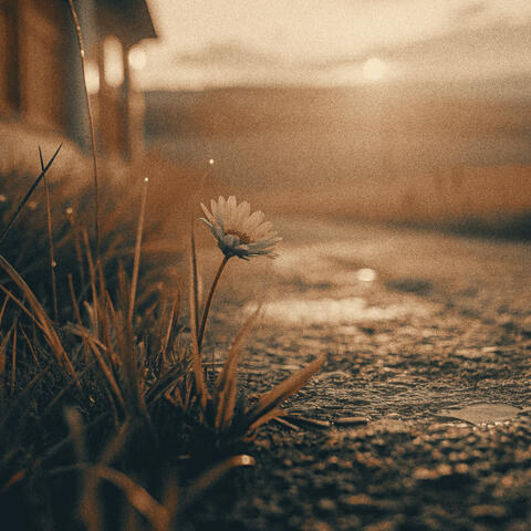 If the sun comes out