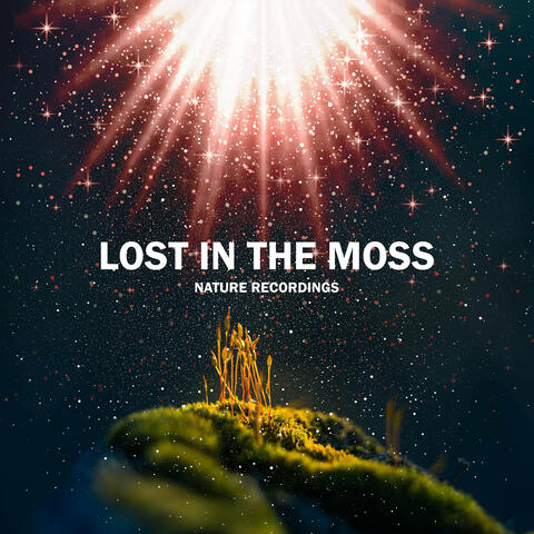 Lost in the Moss