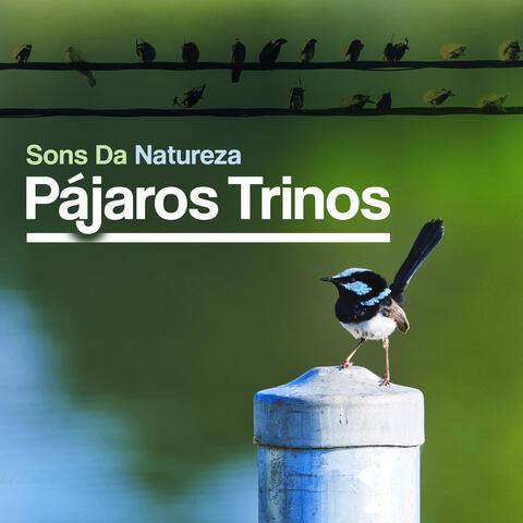 Pájaros Trinos
