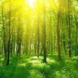 Flowers that bloom only on certain nights