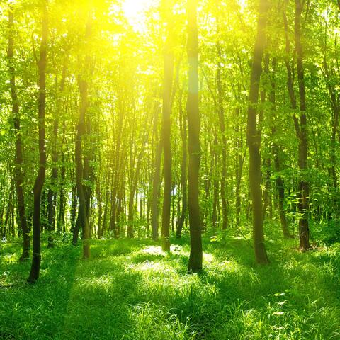 Piano Cafe Forest Bathing in a Gentle Gentle Breeze