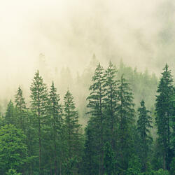 Forest Feels