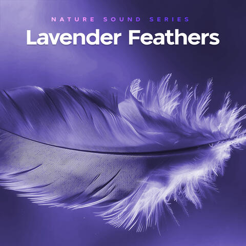 Lavender Feathers