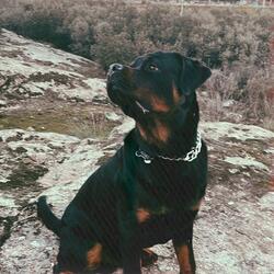 Kimbo
